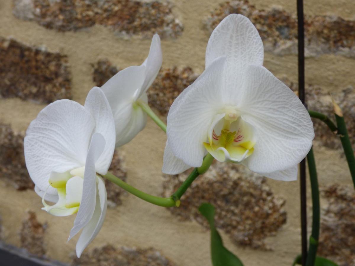 Chambres " Orchidees " Saint-Denis-de-Gastines Екстериор снимка